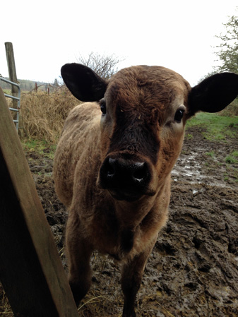 Cows in the mud